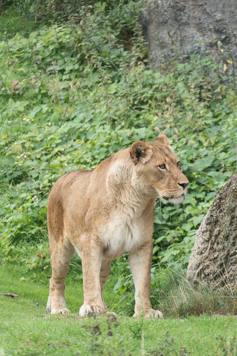 Afrikanische Löwen-Katze am 30. August 2020 auf der Außenanlage im Löwen-Haus am Zoologischen Garten Wuppertal