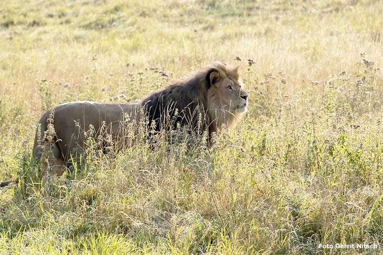 Afrikanischer Löwen-Kater TAMO am 11. September 2020 morgens auf der Löwen-Savanne im Grünen Zoo Wuppertal (Foto Gerrit Nitsch)