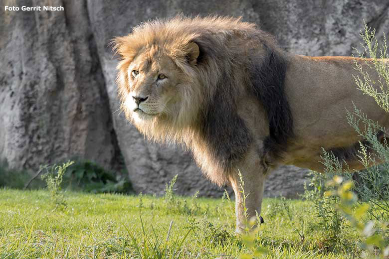 Afrikanischer Löwen-Kater MASSINO am 11. September 2020 morgens auf der Löwen-Savanne im Wuppertaler Zoo (Foto Gerrit Nitsch)