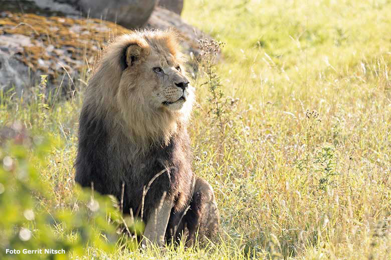 Afrikanischer Löwen-Kater SHAWANO am 11. September 2020 morgens auf der Löwen-Savanne im Grünen Zoo Wuppertal (Foto Gerrit Nitsch)