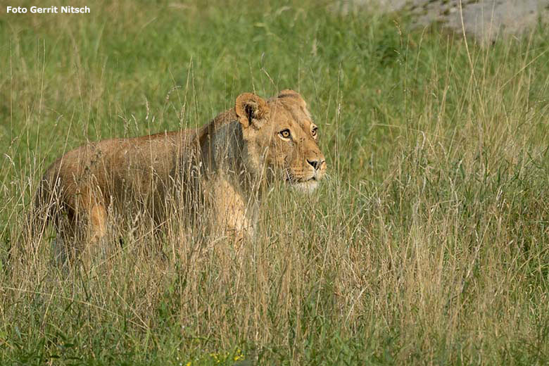 Afrikanische Löwin MAISHA am 11. September 2020 nachmittags auf der Löwen-Savanne im Zoologischen Garten Wuppertal (Foto Gerrit Nitsch)