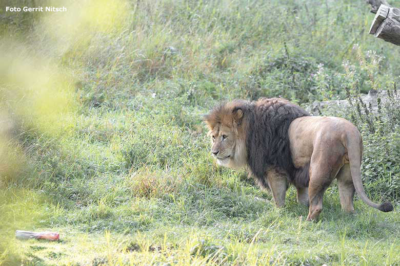 Der ranghöchste Afrikanische Löwen-Kater TAMO entdeckte ein Fleischstück am 15. September 2020 auf der Außenanlage am Löwen-Haus im Zoologischen Garten Wuppertal (Foto Gerrit Nitsch)