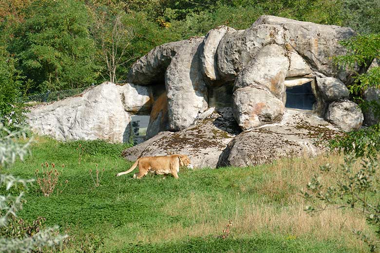 Afrikanische Löwin MAISHA am 17. September 2020 auf der Außenanlage im Zoo Wuppertal
