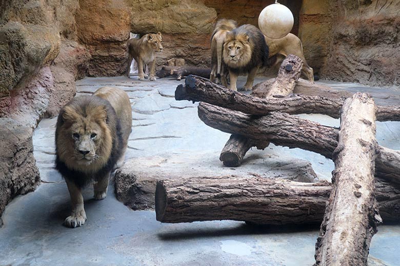 Afrikanische Löwen am 27. September 2020 im Innen-Schaugehege im Löwen-Haus im Grünen Zoo Wuppertal