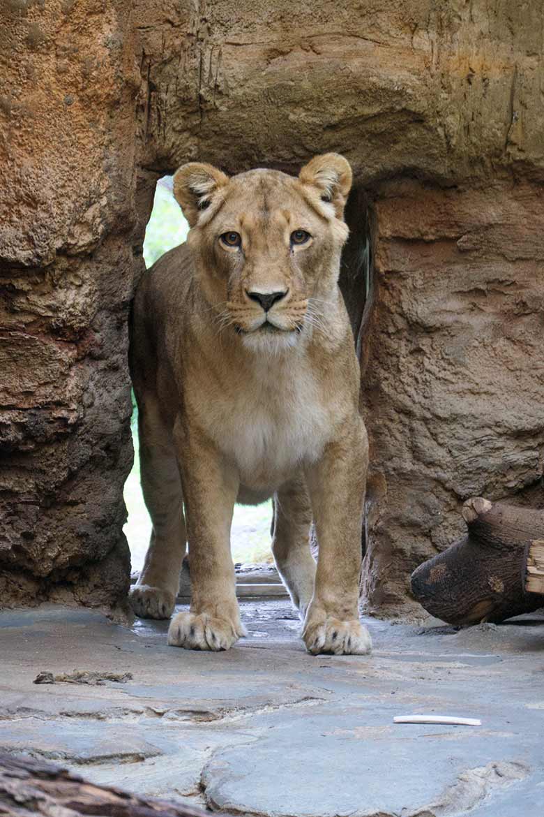 Afrikanische Löwen-Katze MAISHA am 27. September 2020 im Innen-Schaugehege im Löwen-Haus im Wuppertaler Zoo