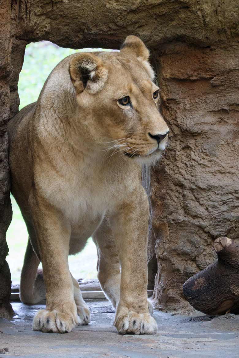 Afrikanische Löwin MAISHA am 27. September 2020 im Innen-Schaugehege im Löwen-Haus im Zoologischen Garten Wuppertal