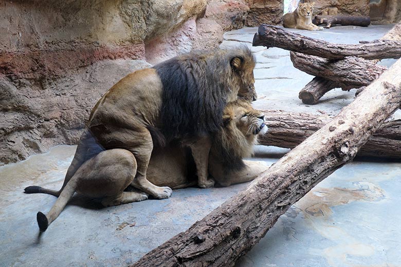 Unterwerfungsakt der Afrikanischen Löwen-Kater am 27. September 2020 im Innen-Schaugehege im Löwen-Haus im Zoo Wuppertal