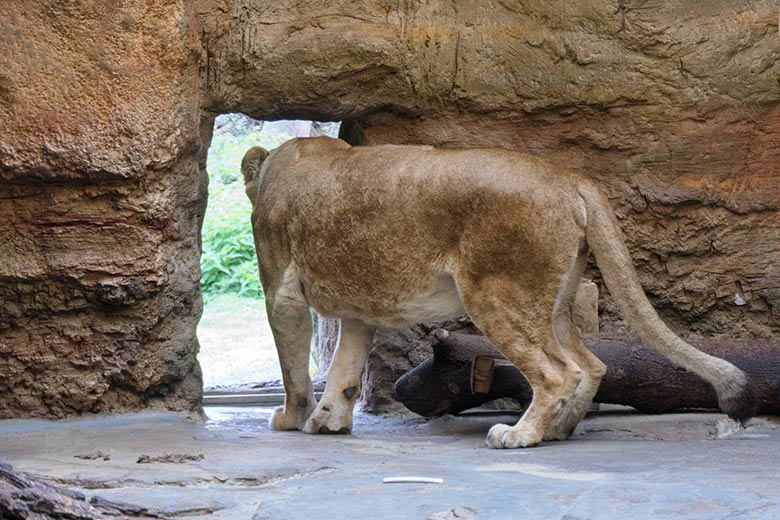Afrikanische Löwin MAISHA am 27. September 2020 auf dem Weg zur Außenanlage im Grünen Zoo Wuppertal