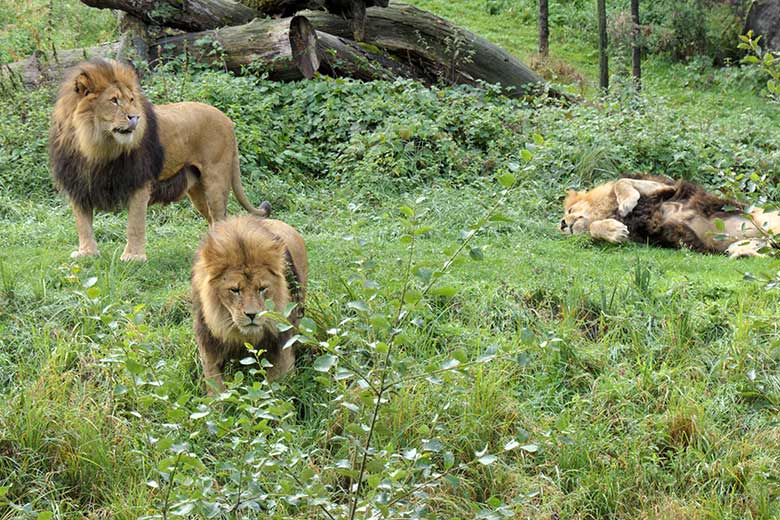 Drei Afrikanische Löwen-Kater am 27. September 2020 auf der Löwen-Savanne im Grünen Zoo Wuppertal