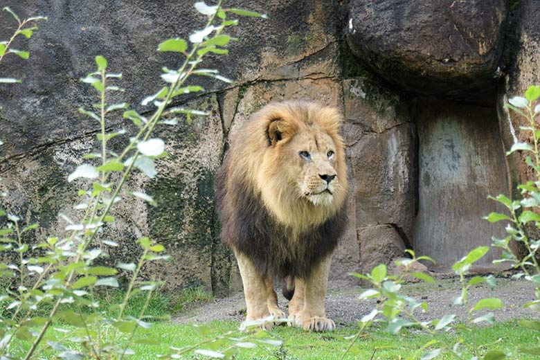 Afrikanischer Löwen-Kater SHAWANO am 27. September 2020 auf der Löwen-Savanne im Zoologischen Garten Wuppertal