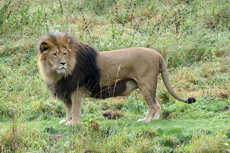 Afrikanischer Löwen-Kater TAMO am 27. September 2020 auf der Löwen-Savanne im Zoo Wuppertal