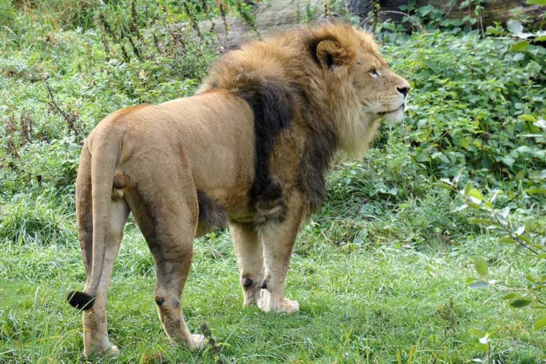 Afrikanischer Löwen-Kater MASSINO am 27. September 2020 auf der Löwen-Savanne im Wuppertaler Zoo