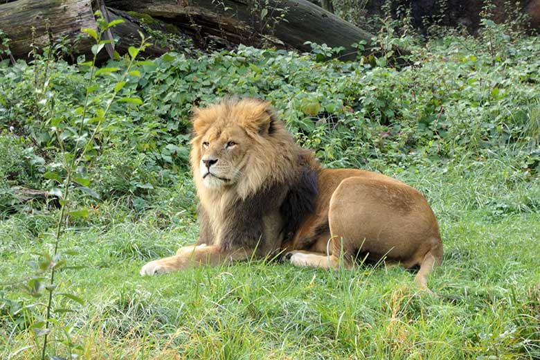 Afrikanischer Löwen-Kater am 27. September 2020 auf der Löwen-Savanne im Grünen Zoo Wuppertal