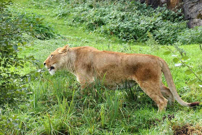 Afrikanische Löwin MAISHA am 27. September 2020 auf der Löwen-Savanne im Zoologischen Garten Wuppertal