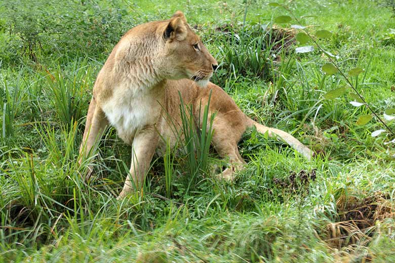 Afrikanische Löwen-Katze MAISHA am 27. September 2020 auf der Löwen-Savanne im Zoo Wuppertal
