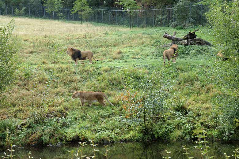 Afrikanische Löwen-Katze MAISHA und die Löwen-Kater am 27. September 2020 auf der Löwen-Savanne im Wuppertaler Zoo