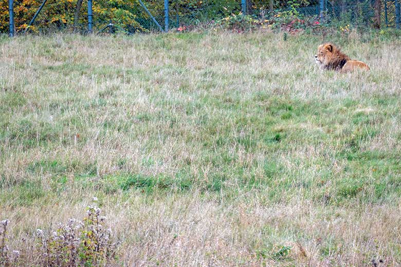 Afrikanischer Löwen-Kater am 28. Oktober 2020 auf der Löwen-Savanne im Grünen Zoo Wuppertal