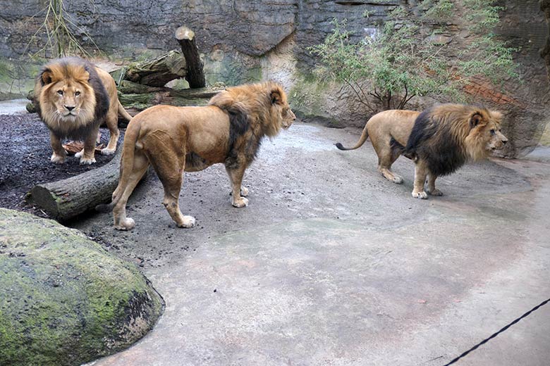 Afrikanische Löwen-Kater TAMO, MASSINO und SHAWANO am 8. März 2021 auf der kleinen Außenanlage im Löwen-Haus im Wuppertaler Zoo