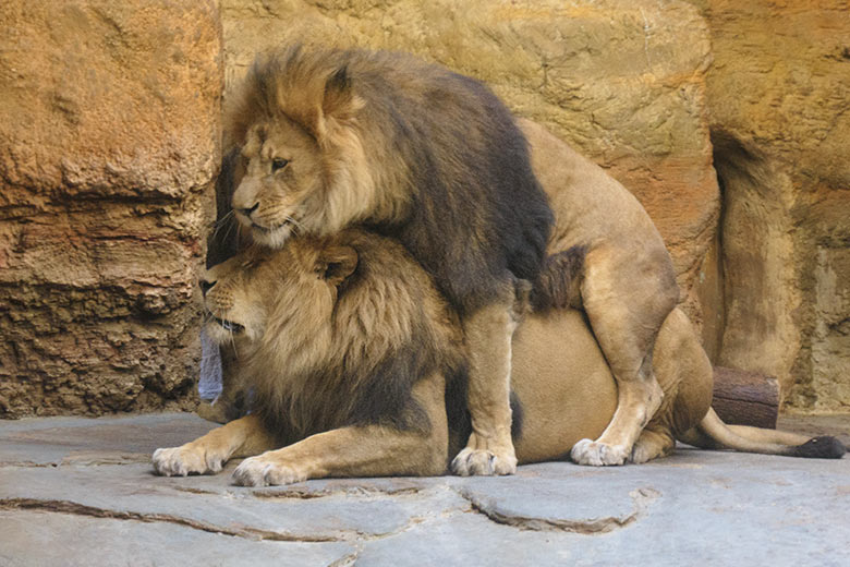 Afrikanische Löwen-Kater MASSINO und SHAWANO (oben) am 14. März 2021 im Innengehege im Löwen-Haus im Wuppertaler Zoo