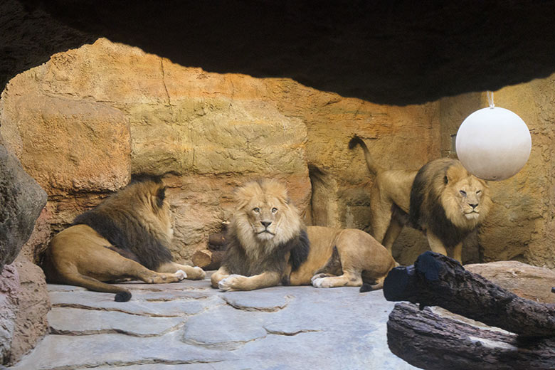 Afrikanische Löwen-Kater TAMO, MASSINO und SHAWANO (oben) am 14. März 2021 im Innengehege im Löwen-Haus im Zoo Wuppertal