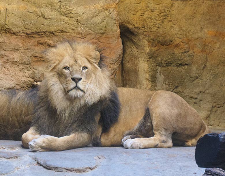 Afrikanischer Löwen-Kater MASSINO am 14. März 2021 im Innengehege im Löwen-Haus im Zoologischen Garten Wuppertal