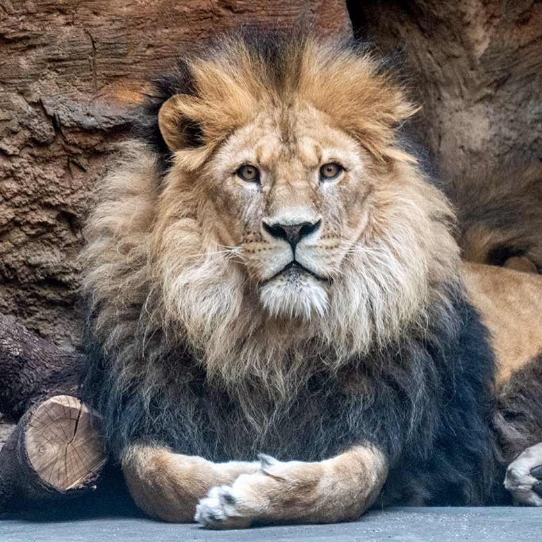 Afrikanischer-Löwen-Kater am 21. März 2021 im Innen-Schaugehege im Löwen-Haus im Grünen Zoo Wuppertal