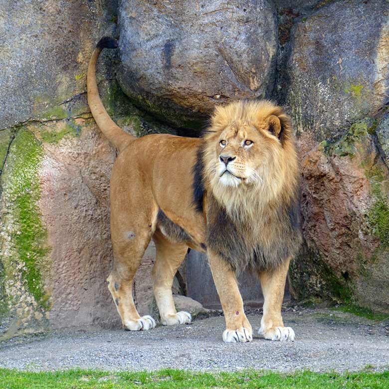 Afrikanischer Löwen-Kater MASSINO am 24. März 2021 vor dem Löwen-Haus im Wuppertaler Zoo