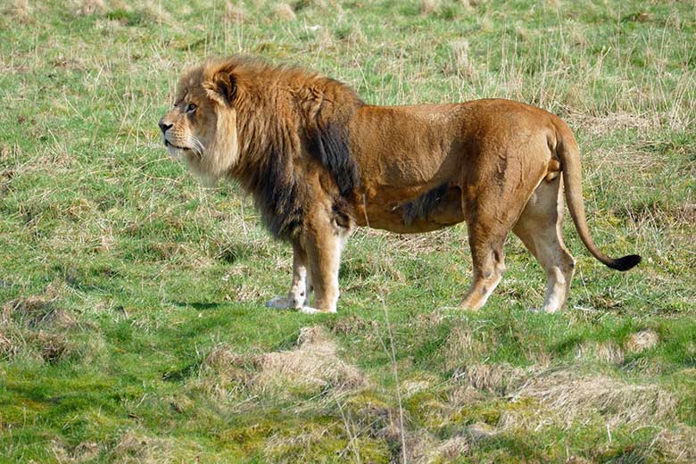 Afrikanischer Löwen-Kater MASSINO am 24. März 2021 auf der Löwen-Savanne im Zoologischen Garten Wuppertal