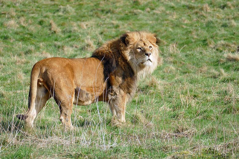 Afrikanischer Löwen-Kater MASSINO am 24. März 2021 auf der Löwen-Savanne im Zoo Wuppertal
