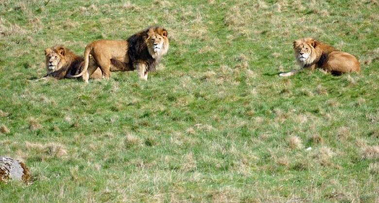 Afrikanische Löwen-Kater SHAWANO, TAMO und MASSINO am 24. März 2021 auf der Löwen-Savanne im Grünen Zoo Wuppertal