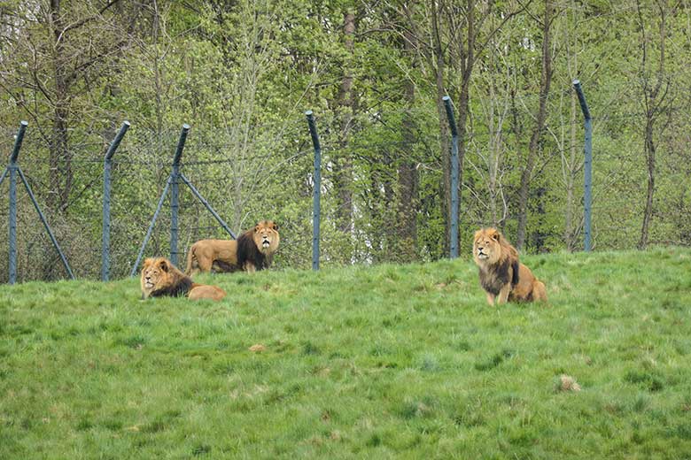 Wartende Afrikanische Löwen-Kater am 6. Mai 2021 auf der Löwen-Savanne im Zoologischen Garten Wuppertal
