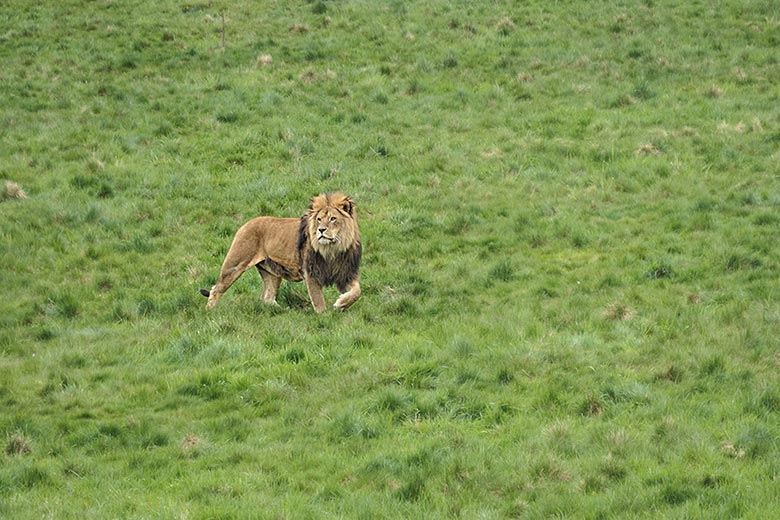 Afrikanischer Löwen-Kater am 6. Mai 2021 auf der Löwen-Savanne im Grünen Zoo Wuppertal