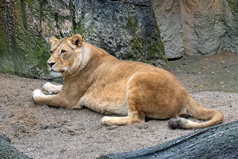 Afrikanische Löwin MAISHA am 15. Mai 2021 auf der kleinen Außenanlage im Löwen-Haus im Wuppertaler Zoo