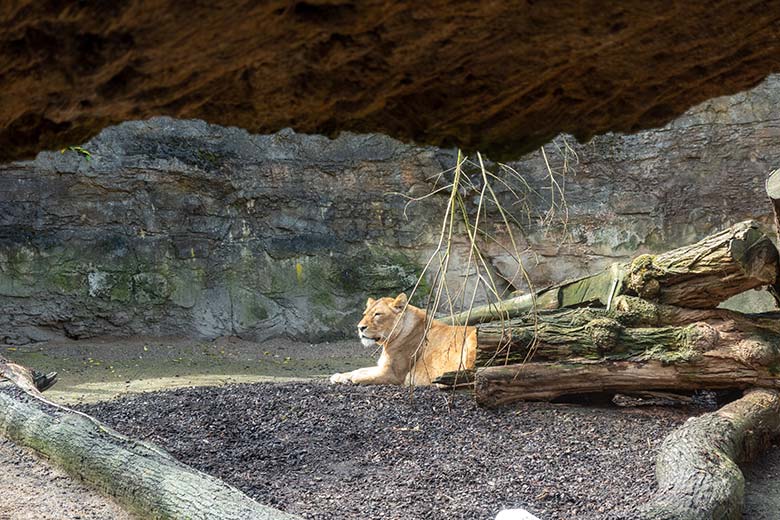Afrikanische Löwen-Katze MAISHA am 16. Mai 2021 auf der kleinen Außenanlage im Löwen-Haus im Zoologische Garten Wuppertal