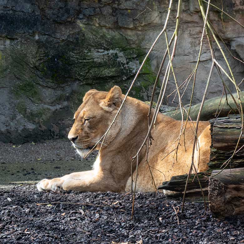 Afrikanische Löwin MAISHA am 16. Mai 2021 auf der kleinen Außenanlage im Löwen-Haus im Grünen Zoo Wuppertal