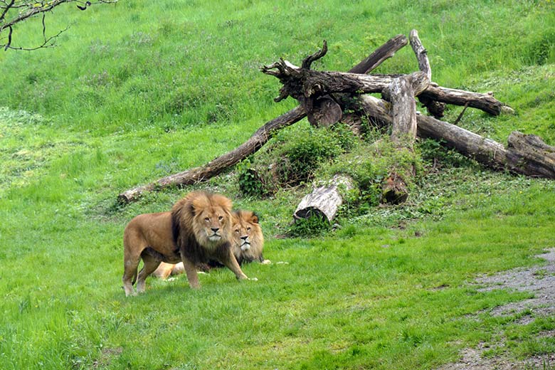 Afrikanische Löwen-Kater MASSINO und Tamo (rechts) am 21. Mai 2021 auf der Außenanlage vor dem Löwen-Haus im Grünen Zoo Wuppertal