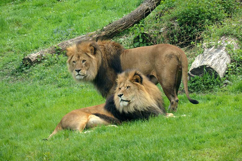 Afrikanische Löwen-Kater TAMO und MASSINO (hinten) am 21. Mai 2021 auf der Außenanlage vor dem Löwen-Haus im Zoologischen Garten der Stadt Wuppertal
