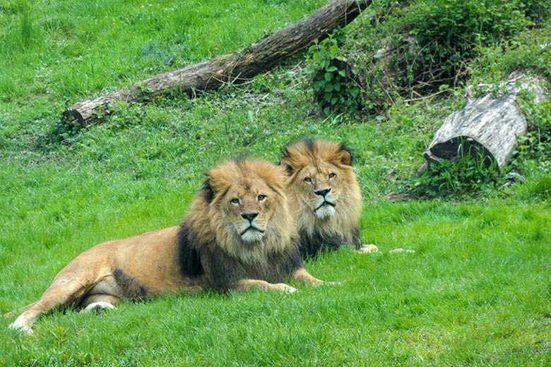 Afrikanische Löwen-Kater MASSINO und TAMO (rechts) am 21. Mai 2021 auf der Außenanlage vor dem Löwen-Haus im Wuppertaler Zoo