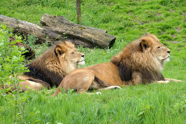 Afrikanische Löwen-Kater TAMO und MASSINO (rechts) am 21. Mai 2021 auf der Außenanlage vor dem Löwen-Haus im Grünen Zoo Wuppertal