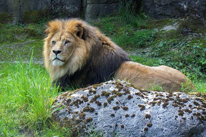 Afrikanischer Löwen-Kater SHAWANO am 21. Mai 2021 auf der Außenanlage vor dem Löwen-Haus im Zoologischen Garten Wuppertal