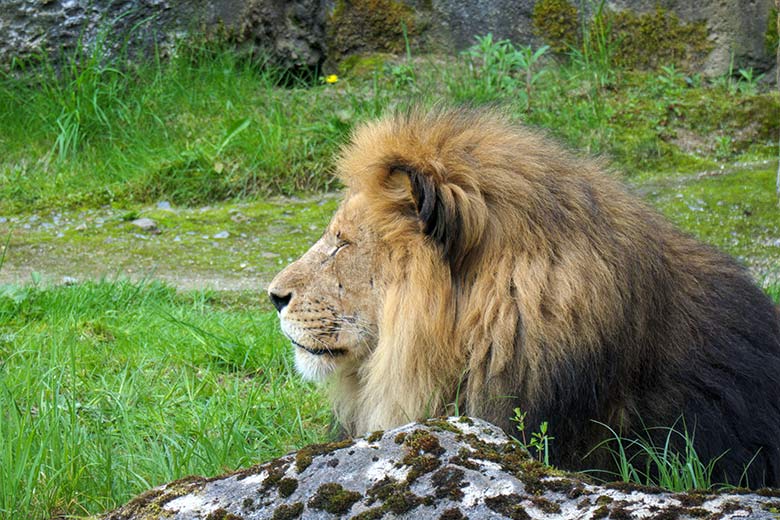 Afrikanischer Löwen-Kater SHAWANO am 21. Mai 2021 auf der Außenanlage vor dem Löwen-Haus im Wuppertaler Zoo