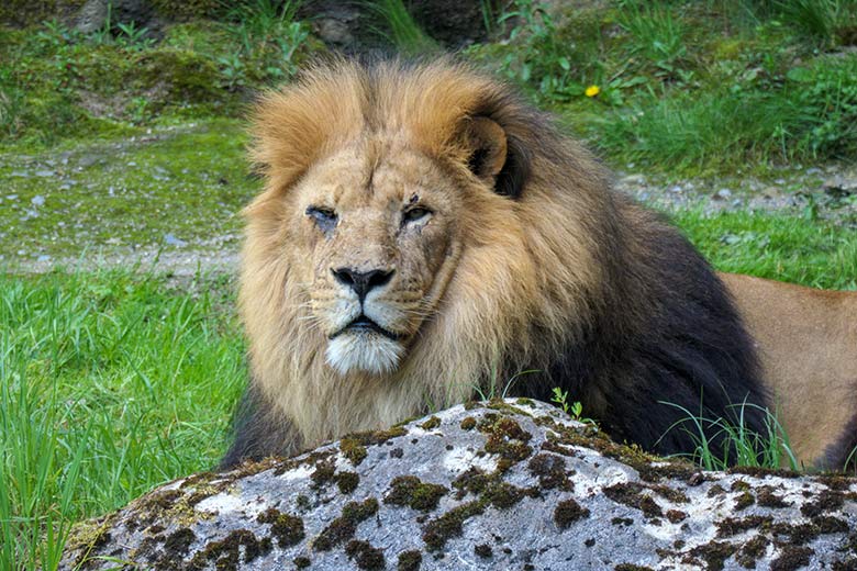 Afrikanischer Löwen-Kater SHAWANO am 21. Mai 2021 auf der Außenanlage vor dem Löwen-Haus im Grünen Zoo Wuppertal
