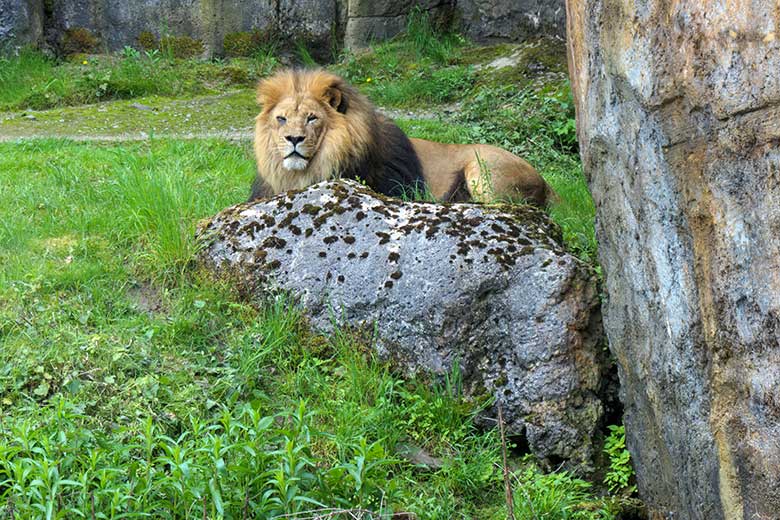 Afrikanischer Löwen-Kater SHAWANO am 21. Mai 2021 auf der Außenanlage vor dem Löwen-Haus im Wuppertaler Zoo