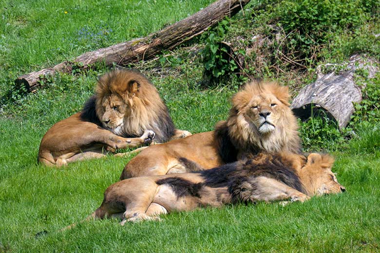 Drei Afrikanische Löwen-Kater am 23. Mai 2021 auf der Außenanlage vor dem Löwen-Haus im Grünen Zoo Wuppertal