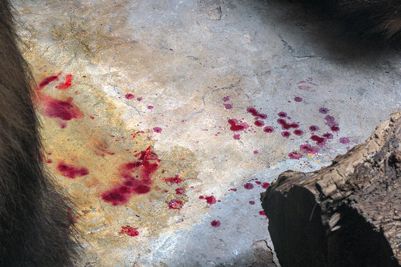 Frische Bluttropfen eines  Afrikanischen Löwen-Katers am 23. Mai 2021 auf dem Boden des Innen-Schaugeheges im Löwen-Haus im Wuppertaler Zoo