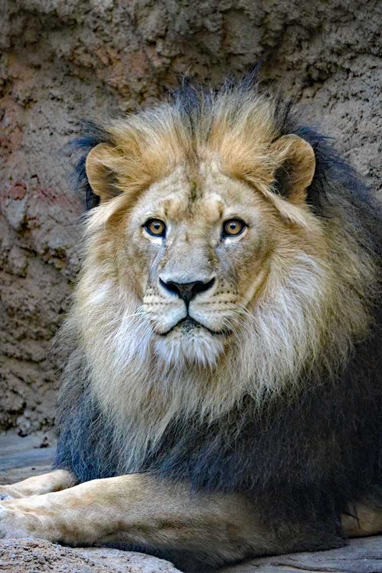 Afrikanischer Löwen-Kater TAMO am 4. Juni 2021 im Innen-Schaugehege im Löwen-Haus im Grünen Zoo Wuppertal