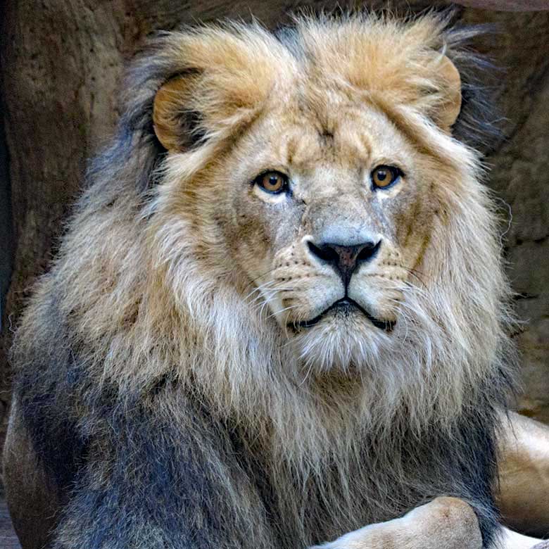 Afrikanischer Löwen-Kater TAMO am 4. Juni 2021 im Innen-Schaugehege im Löwen-Haus im Zoologischen Garten Wuppertal