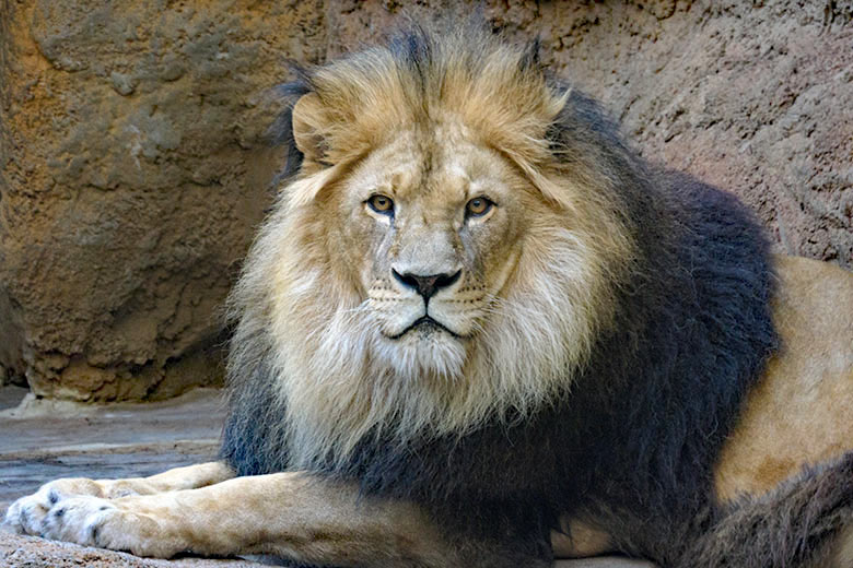 Afrikanischer Löwen-Kater TAMO am 4. Juni 2021 im Innen-Schaugehege im Löwen-Haus im Wuppertaler Zoo