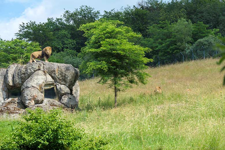 Afrikanische Löwen-Kater am 26. Juni 2021 auf der Löwen-Savanne im Grünen Zoo Wuppertal