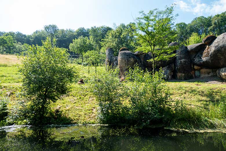 Wuchernde Sträucher verdeckten den Blick der Zoogäste auf die drei Löwen-Kater am 2. Juli 2021 an der Außenanlage für Afrikanische Löwen vor dem Löwen-Haus im Grünen Zoo Wuppertal